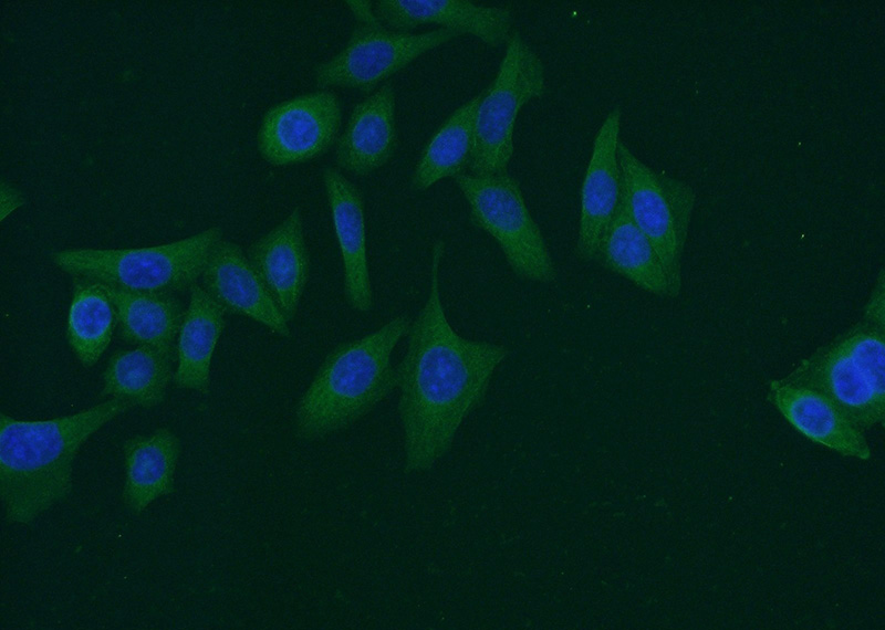 Immunofluorescent analysis of HeLa cells using Catalog No:107357(JNK Antibody) at dilution of 1:50 and Alexa Fluor 488-congugated AffiniPure Goat Anti-Mouse IgG(H+L)