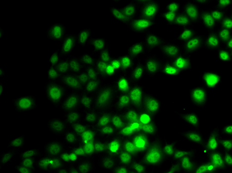 Immunofluorescence - PRDM7 Polyclonal Antibody 