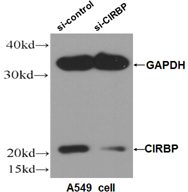WB result of CIRBP antibody (Catalog No:109319, 1:500) with si-control and si-CIRBP transfected A549 cell.
