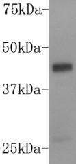 Fig1: Western blot analysis on K562 cell lysates using anti-DUSP5 rabbit polyclonal antibody.