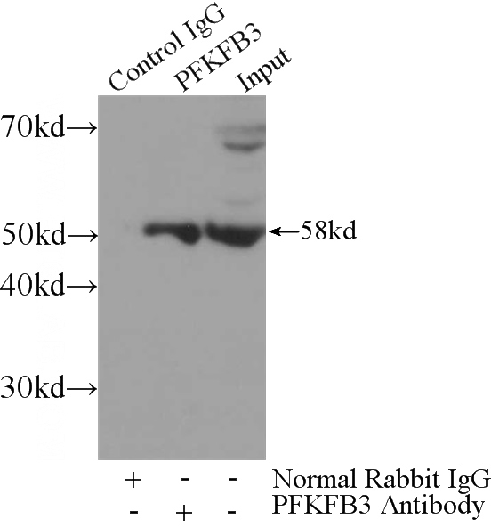 IP Result of anti-PFKFB3 (IP:Catalog No:113770, 3ug; Detection:Catalog No:113770 1:1000) with HEK-293 cells lysate 4000ug.
