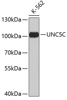 Western blot - UNC5C Polyclonal Antibody 