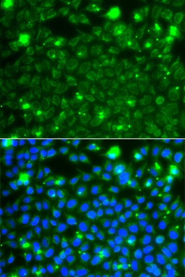 Immunofluorescence - HSPE1 Polyclonal Antibody 