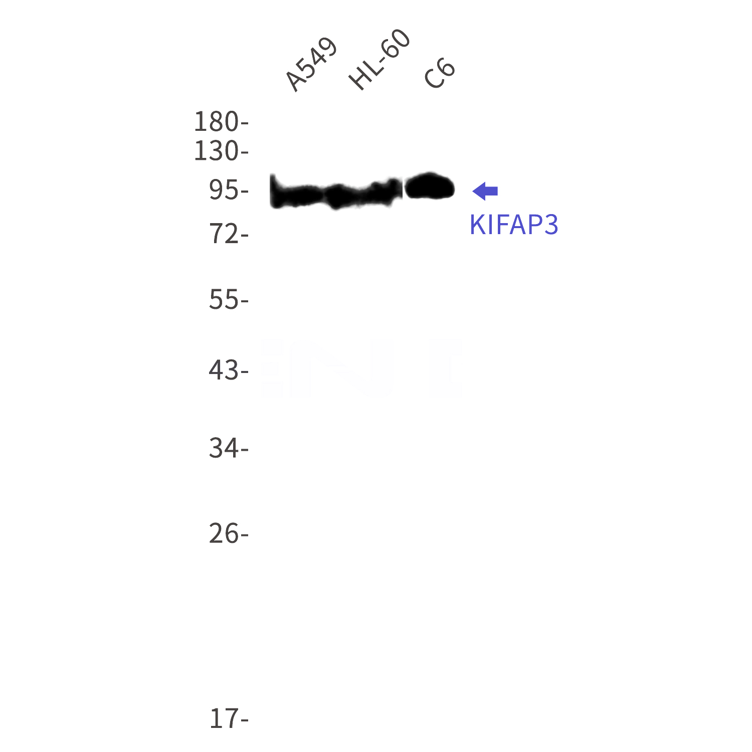 Western blot detection of KIFAP3 in A549,HL-60,C6 cell lysates using KIFAP3 Rabbit mAb(1:1000 diluted).Predicted band size:91kDa.Observed band size:91kDa.