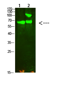 Fig1:; Western Blot analysis of 1,Hela 2,Mouse-kidney cells using primary antibody diluted at 1:2000(4°C overnight). Secondary antibody: Goat Anti-rabbit IgG IRDye 800( diluted at 1:5000, 25°C, 1 hour)
