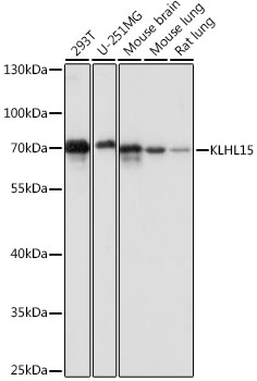 Western blot - KLHL15 Polyclonal Antibody 