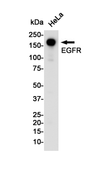 Western blot detection of EGFR in Hela cell lysates using EGFR Rabbit pAb(1:1000 diluted).Predicted band size:134KDa.Observed band size:175KDa.