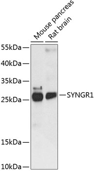 Western blot - SYNGR1 Polyclonal Antibody 