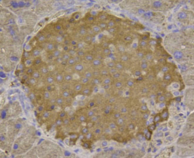 Fig6: Immunohistochemical analysis of paraffin- embedded mouse pancreas tissue using anti-CCL3 rabbit polyclonal antibody.