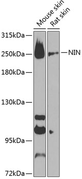 Western blot - NIN Polyclonal Antibody 