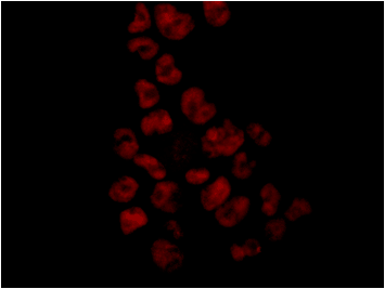 Immunocytochemistry assay of 293T using anti-NRF1 (1:250),showing nucleus staining.(x40)