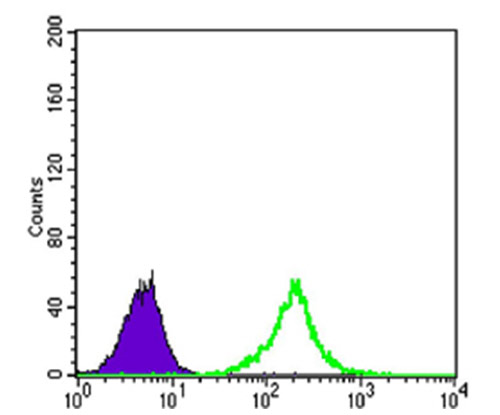 Fig3: Flow cytometric analysis of K562 cells with KLHL11 antibody at 1/100 dilution (green) compared with an unlabelled control (cells without incubation with primary antibody; purple).