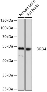 Western blot - DRD4 Polyclonal Antibody 