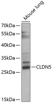 Western blot - CLDN5 Polyclonal Antibody 