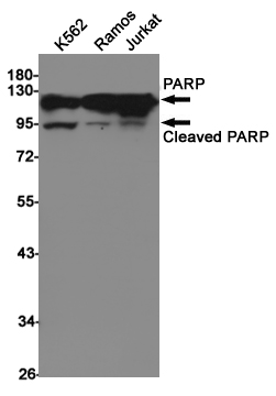 Western blot detection of PARP in K562,Ramos,Jurkat cell lysates using PARP (7A1) Mouse mAb(1:1000 diluted).Predicted band size:116KDa.Observed band size:116/89KDa.