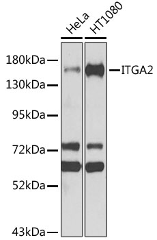 Western blot - ITGA2 Polyclonal Antibody 