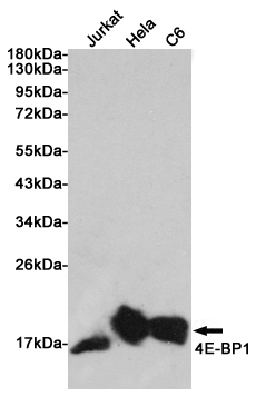 Western blot detection of 4E-BP1 in Jurkat, Hela and C6 cell lysates using 4E-BP1 Rabbit pAb (1:1000 diluted). Predicted band size: 13KDa. Observed band size:15~20KDa.