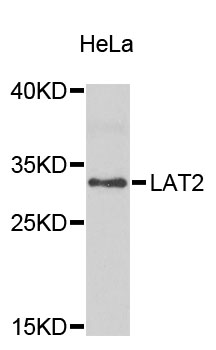 Western blot - LAT2 Polyclonal Antibody 