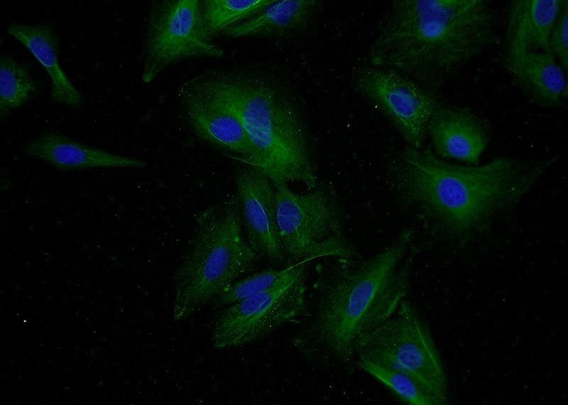 Immunofluorescent analysis of A549 cells using Catalog No:111611(IDO2 Antibody) at dilution of 1:50 and Alexa Fluor 488-congugated AffiniPure Goat Anti-Rabbit IgG(H+L)