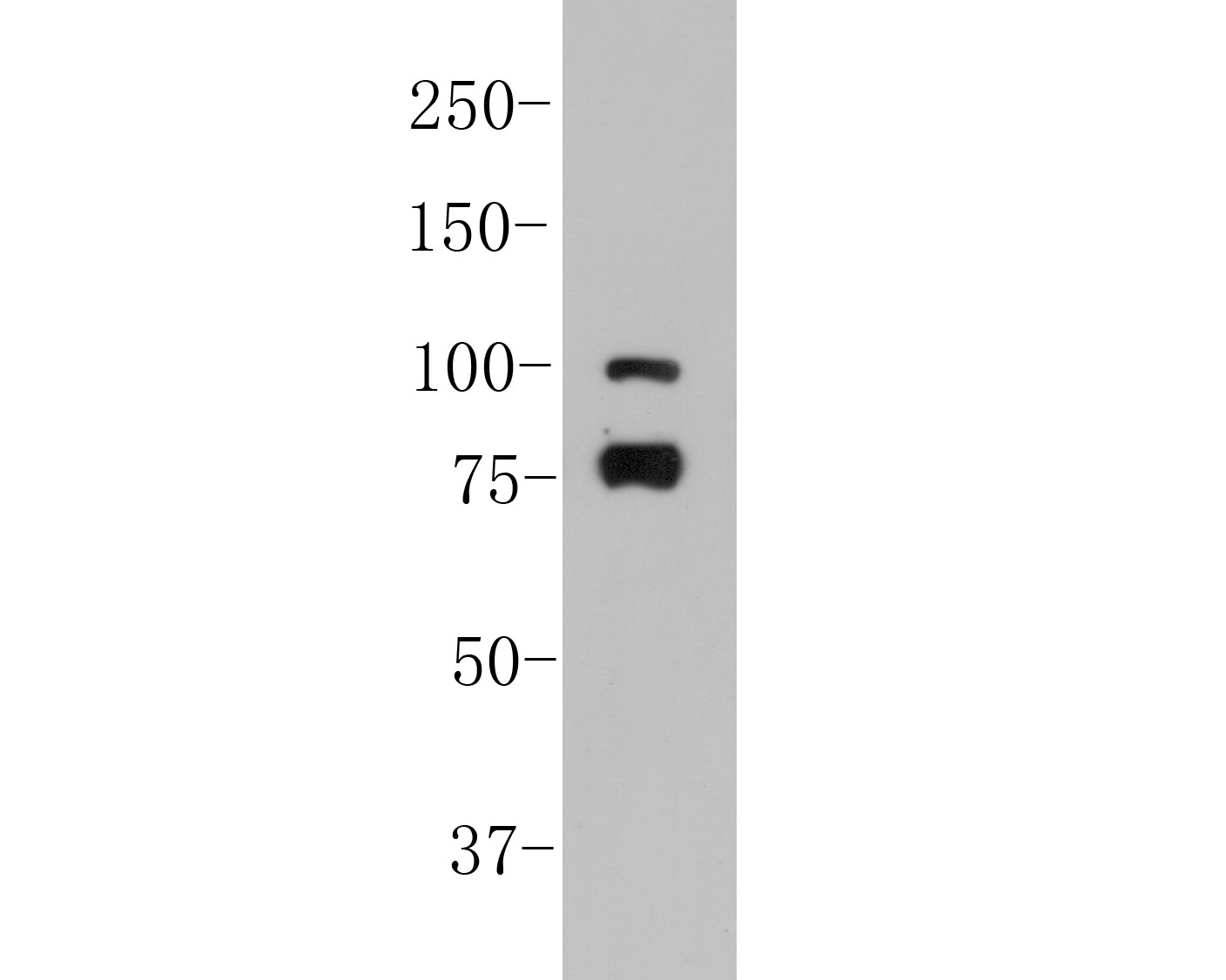 Fig1:; Western blot analysis of SPATA5L1 on K562 cell lysates. Proteins were transferred to a PVDF membrane and blocked with 5% BSA in PBS for 1 hour at room temperature. The primary antibody ( 1/500) was used in 5% BSA at room temperature for 2 hours. Goat Anti-Rabbit IgG - HRP Secondary Antibody (HA1001) at 1:5,000 dilution was used for 1 hour at room temperature.