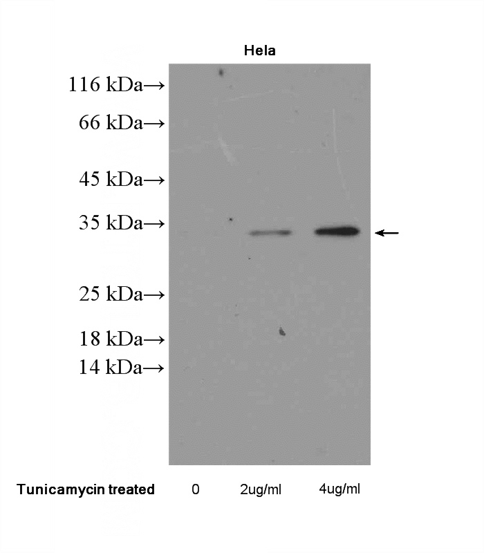 Tunicamycin treated Hela cells were subjected to SDS PAGE followed by western blot with Catalog No:109271(CHOP; GADD153 Antibody) at dilution of 1:300