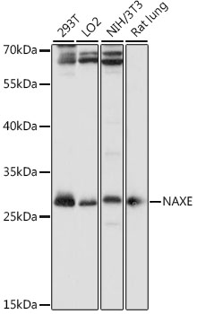 Western blot - NAXE Polyclonal Antibody 