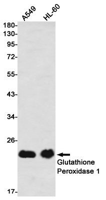 Western blot detection of Glutathione Peroxidase 1 in A549,HL-60 using Glutathione Peroxidase 1 Rabbit mAb(1:1000 diluted)