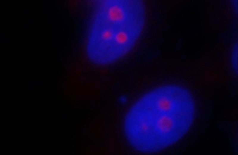 Immunofluorescent analysis of HepG2 cells, using SF4 antibody Catalog No: at 1:25 dilution and Rhodamine-labeled goat anti-rabbit IgG (red). Blue pseudocolor = DAPI (fluorescent DNA dye).