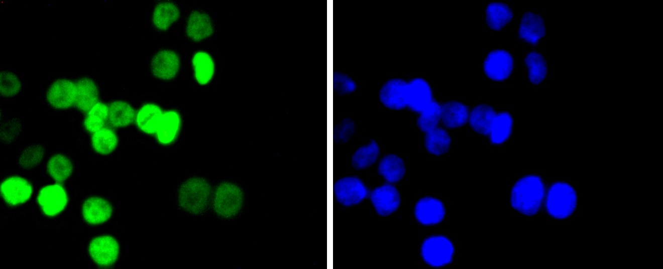 Fig1: ICC staining Histone H2B(acetyl K20) in SW480 cells (green). The nuclear counter stain is DAPI (blue). Cells were fixed in paraformaldehyde, permeabilised with 0.25% Triton X100/PBS.