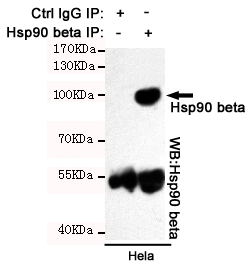 Immunoprecipitation analysis of Hela cell lysates using Hsp90 beta mouse mAb.