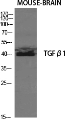 Western Blot analysis of mouse-brain cells using TGFu03b21 Polyclonal Antibody