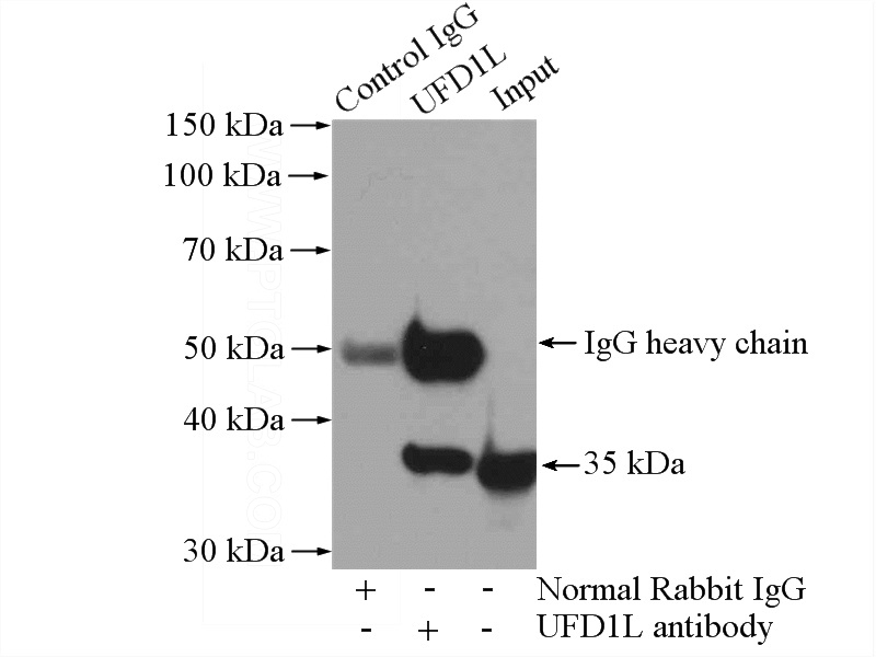 IP Result of anti-UFD1L (IP:Catalog No:116551, 4ug; Detection:Catalog No:116551 1:1000) with Raji cells lysate 2000ug.