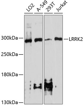 Western blot - LRRK2 Polyclonal Antibody 