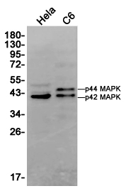 Western blot detection of p44/42 MAPK in Hela,C6 cell lysates using p44/42 MAPK (ERK1/2) (9A4) Mouse mAb(1:1000 diluted).Predicted band size:44/42KDa.Observed band size:44/42KDa.