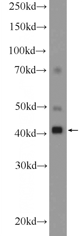HepG2 cells were subjected to SDS PAGE followed by western blot with Catalog No:114522(RAE1 Antibody) at dilution of 1:300