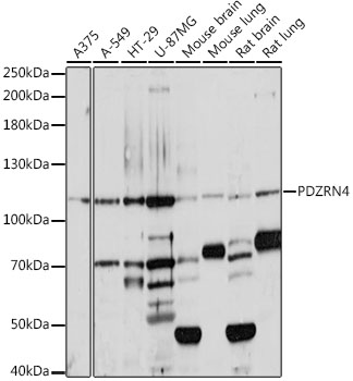 Western blot - PDZRN4 Polyclonal Antibody 