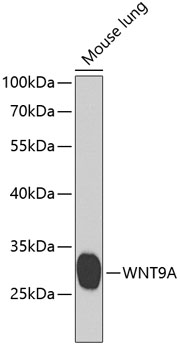 Western blot - WNT9A Polyclonal Antibody 