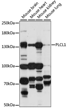 Western blot - PLCL1 Polyclonal Antibody 