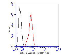 Fig2:; Flow cytometric analysis of WDR70 was done on SiHa cells. The cells were fixed, permeabilized and stained with the primary antibody ( 1/50) (red). After incubation of the primary antibody at room temperature for an hour, the cells were stained with a Alexa Fluor 488-conjugated Goat anti-Rabbit IgG Secondary antibody at 1/1000 dilution for 30 minutes.Unlabelled sample was used as a control (cells without incubation with primary antibody; black).