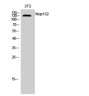 Fig1:; Western Blot analysis of 3T3 cells using Nop132 Polyclonal Antibody diluted at 1: 1000 cells nucleus extracted by Minute TM Cytoplasmic and Nuclear Fractionation kit (SC-003,Inventbiotech,MN,USA).