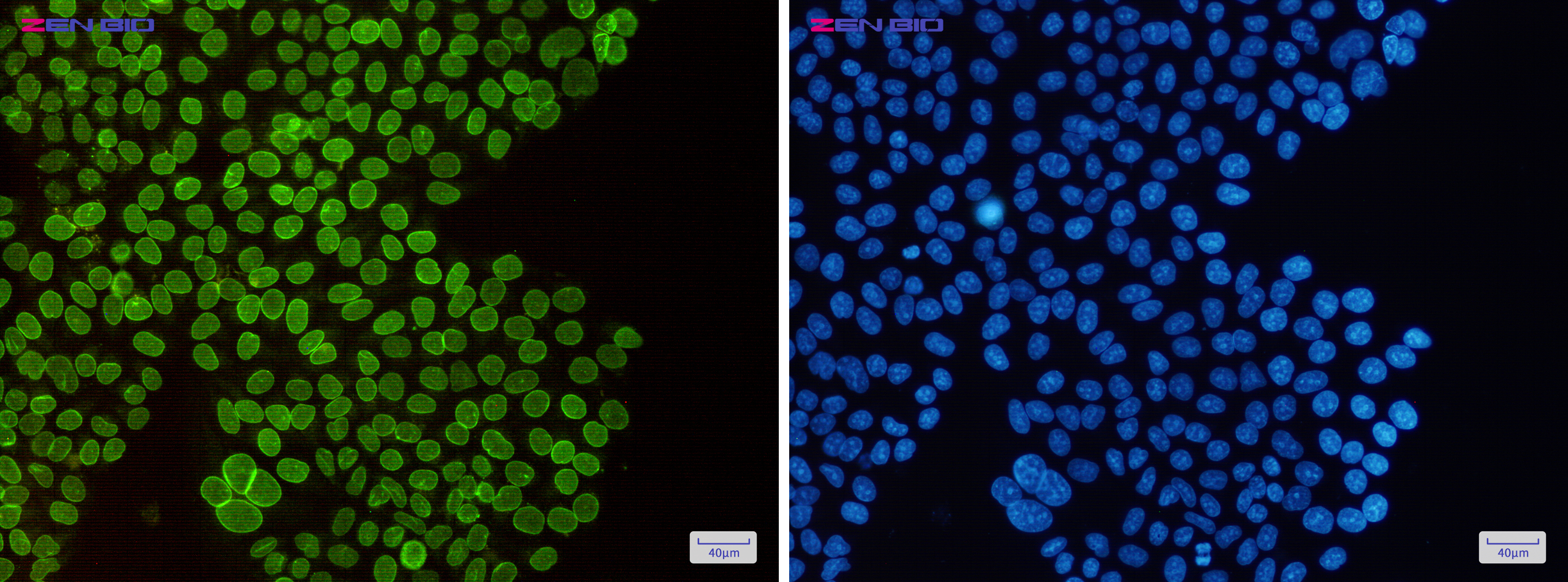 Immunocytochemistry of SUN1(green) in Hela cells using SUN1 Rabbit pAb at dilution 1/50, and DAPI(blue)
