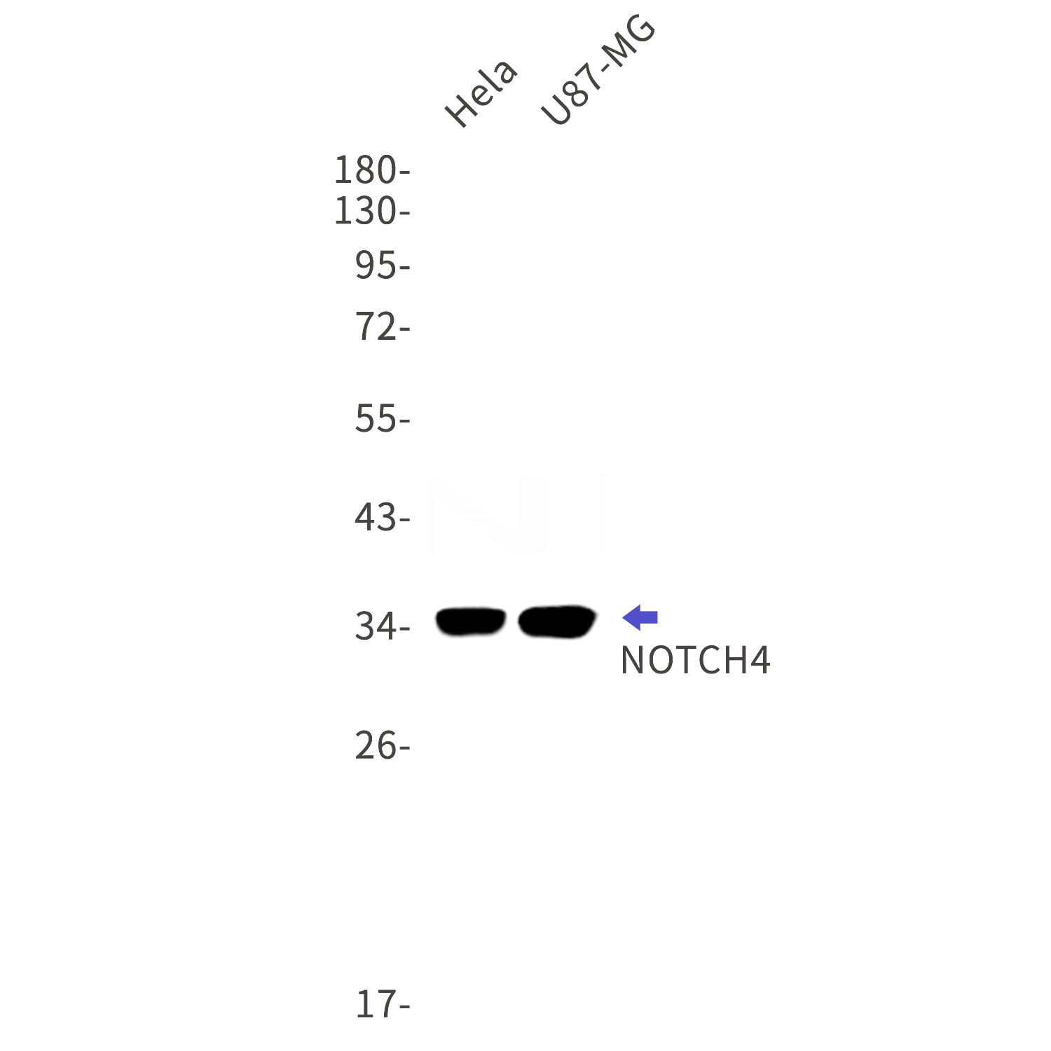 Western blot detection of NOTCH4 in Hela,U87-MG cell lysates using NOTCH4 Rabbit mAb(1:1000 diluted).Predicted band size:36kDa.Observed band size:36kDa.
