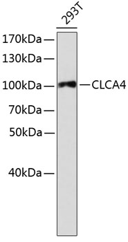 Western blot - CLCA4 Polyclonal Antibody 