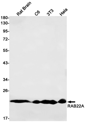Western blot detection of RAB22A in Rat Brain,C6,3T3,Hela cell lysates using RAB22A Rabbit pAb(1:1000 diluted).Predicted band size:22kDa.Observed band size:22kDa.