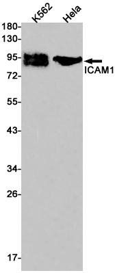 Western blot detection of ICAM1 in K562,Hela cell lysates using ICAM1 Rabbit pAb(1:1000 diluted).Predicted band size:58kDa.Observed band size:89,92kDa.