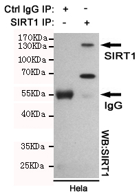 Immunoprecipitation analysis of Hela cell lysates using SIRT1 mouse mAb.