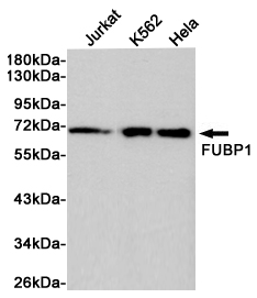 Western blot analysis of extracts from Jurkat, K562 and Hela cells using FUBP1 Rabbit pAb at 1:1000 dilution. Predicted band size: 74kDa. Observed band size: 74kDa.