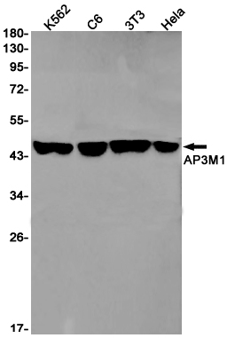 Western blot detection of AP3M1 in K562,C6,3T3,Hela cell lysates using AP3M1 Rabbit pAb(1:1000 diluted).Predicted band size:47kDa.Observed band size:47kDa.