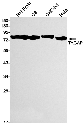 Western blot detection of TAGAP in Rat Brain,C6,CHO-K1,Hela cell lysates using TAGAP Rabbit mAb(1:1000 diluted).Predicted band size:81kDa.Observed band size:81kDa.