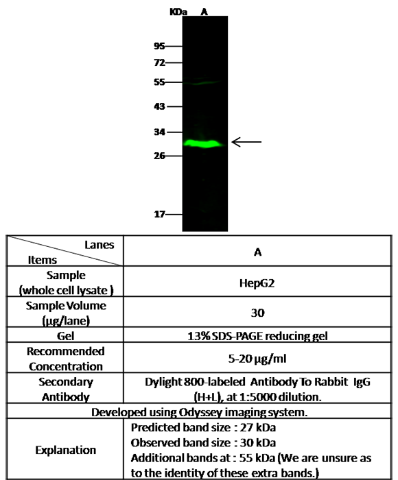 IDI2 / IPPI2 Antibody, Rabbit PAb, Antigen Affinity Purified, Western blot